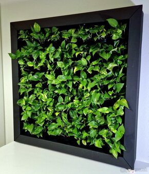 Vertikálna zelená stena (108x108cm) - 3