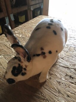 Dalmatinsky trojfarebný Rex,Kastorex,Burgundsky - 3