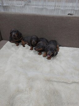 Jazvečik  trpazlici - 3