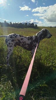 Darujem dalmatinca - 3