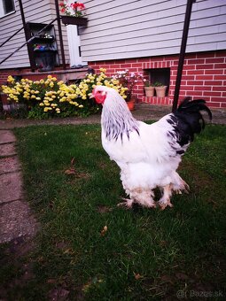 Brahmanka - kohút - 3