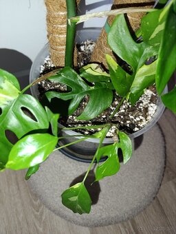 Rhaphidophora tetrasperma variegata - 3