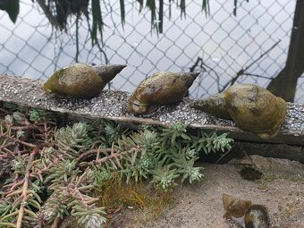 Darujem slimaky do jazierka - 3