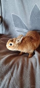 Zajačik, zakrslý králik - 3