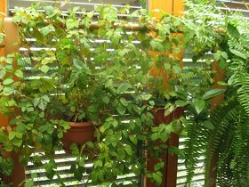 Cisus kosoštvorcový - Cissus rhombifolia - 3