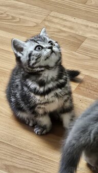 Britské mačiatka whiskas - 3