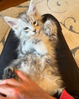 Krásne mačiatka plemena Maine Coon - 3