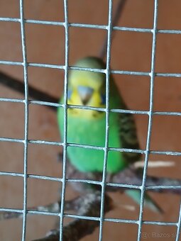 Andulky - 3