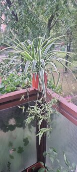 Izbová rastlina Zelenec - 3