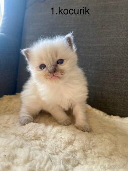 Ragdoll mačiatka bez PP - 3