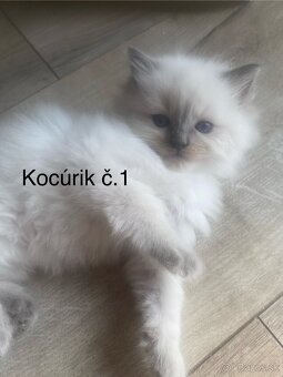Ragdoll mačiatka bez PP-poslední 3 voľní kocúrikovia - 3