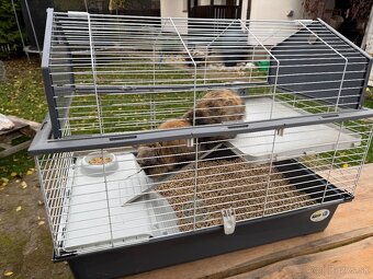 🐰 Predám zajačika Bunnyho – 3 roky, samec (s klietkou a nap - 3