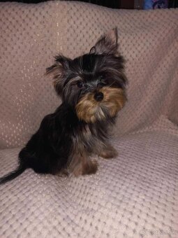 York, Yorkshire, Yorkshirsky terier, mini yorkshire samec - 3