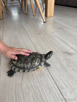 Vodná korytnačka - 3