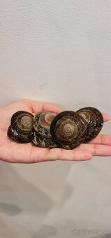 Africke slimáčiky stromové - 3