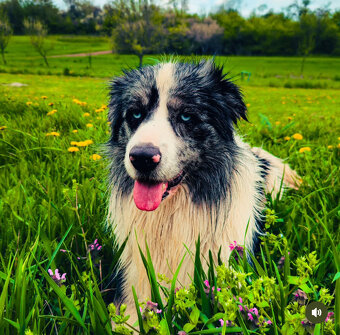 Border kolia na krytie - 3