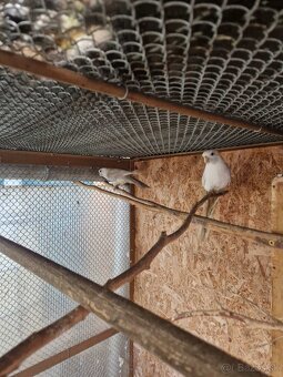 Predám Penant biely. - 3