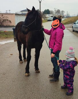 Mladá kobylka Norik Muránsky - 3