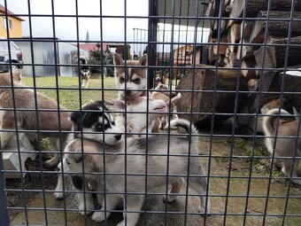 Sibírsky husky šteniatka - 3
