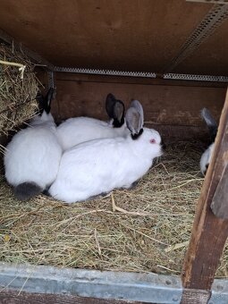 Kalifornsky Kralik - 3