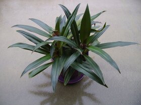 Reo / Tradescantia - izbová rastlina mládniky - 3