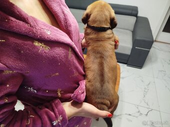 RHODESIAN RIDGEBACK - 3