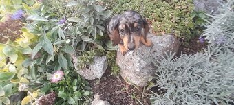 Jazvečík krátkosrstý merle - 3