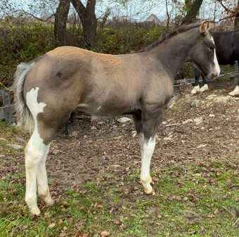 Zrebcek Aph   Buckskin overo/sabino - 3