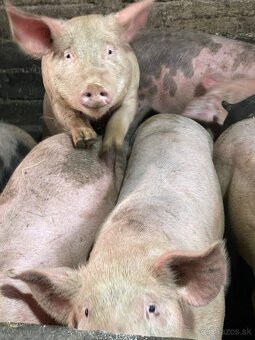 Jatočné ošípané - 3