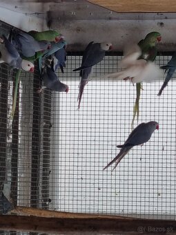 Alexandre veľké a malé - 3