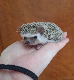 Ježko africký bielobruchý-samička - 3
