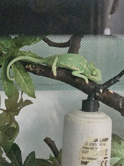 Predam terarium pre chameleona - 3