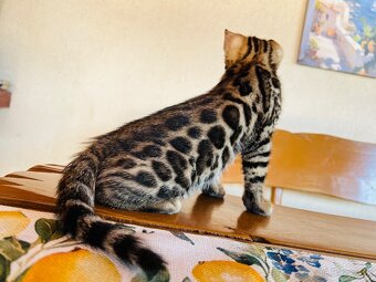 Bengalske mačiatka, bengalska mačka s Rodokmeňom - 3
