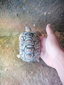 Stigmochelys pardalis - 3