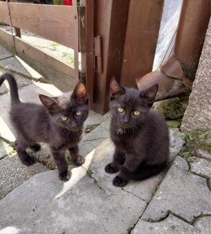 Mainská mývalia - 3