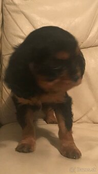 Kavalier king Charles španiel - 3