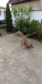 Weimarský stavač - 3