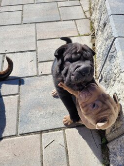 SHARPEI - 3