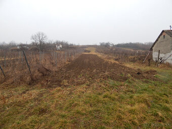 Na predaj viničný domček s vinicami a pivnicou v Strekove. - 3