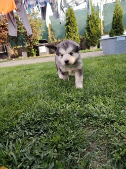 Predám šteniatko Mix husky/malamut. Odber možný od 4.mája Pr - 3