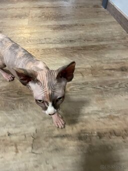 Sphynx - 3