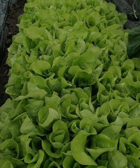 Planty, priesady - 3