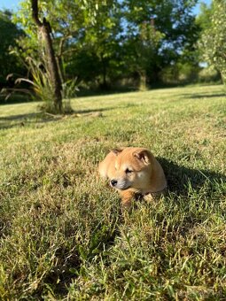 Šteniatka Shiba Inu - 3