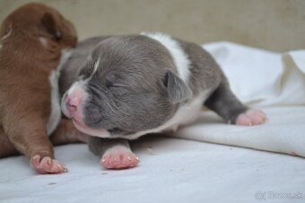 American bully - 3