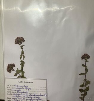 Herbár - Systematická botanika 2 - 3