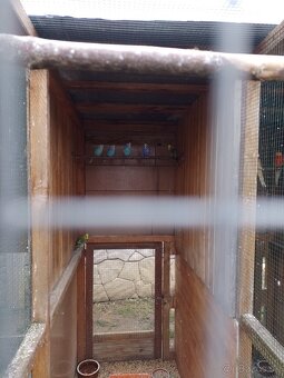 Papagáj spevavy - 3