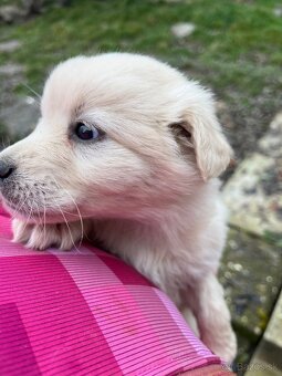 Darujem šteniatka - 3