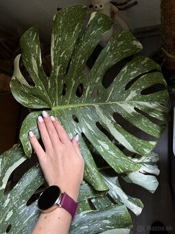 monstera thai velka - 3