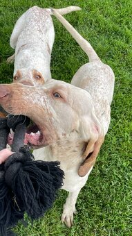 Taliansky stavač - 3