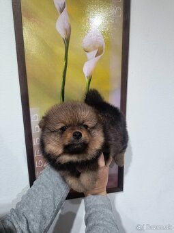 Špic typ pomeranian - 3
